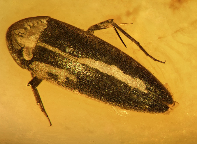 Beetle trapped in Baltic amber. Photo Anders Damgaard