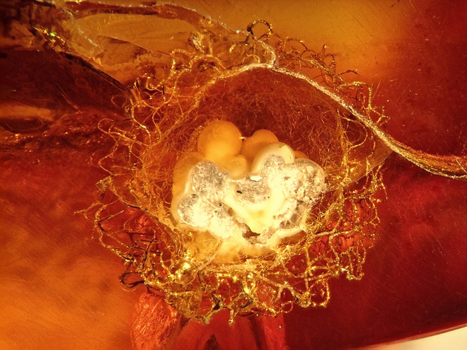 Very rare spider egg sac trapped in Baltic amber. Photo: Anders Damgaard.