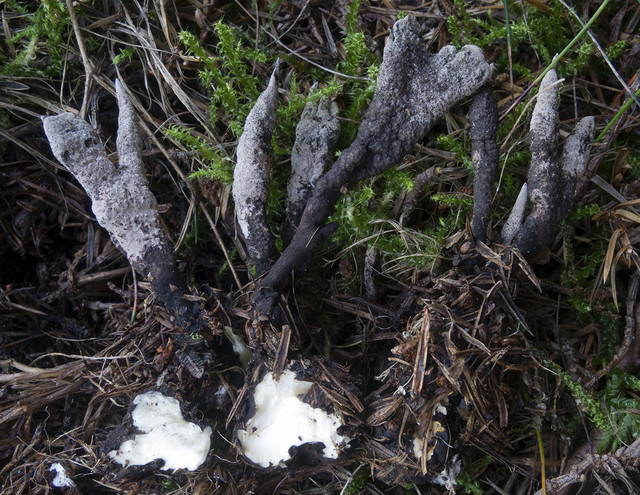 The fungus in the picture is a Bulbosa Candlesnuff (Xylaria bulbosa). The species has not been found anywhere in the world since 1870, but has now emerged from under a juniper bush in Mols Bjerge National Park in connection with the Biowide project. (Photo: Thomas Læssøe)