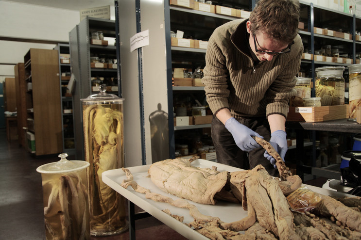 Et museum er en vidensbank af forskningsmateriale, der kan bruges nu og i fremtiden. I 2013 kunne ph.d.-studerende Inger Winkelmann og professor Thomas Gilbert ved hjælp af DNA-sekventering påvise, at de sagnomspundne kæmpeblæksprutter, der lever på stor dybde på både den nordlige og den sydlige halvkugle, alle tilhører en og samme art. Foto: Anders Drud Jordan